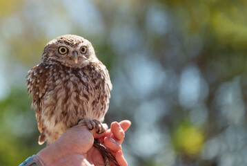 Close-Up of an Adorable Little Owl with Big Eyes Perched on a Human Hand Outdoors