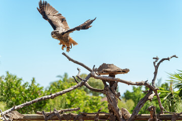 Owl Taking Off from Rustic Perch in Wildlife Park