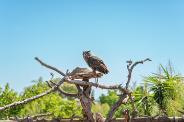Eagle Owl Perched on Rustic Branch Under Clear Blue Sky