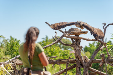 Female Wildlife Trainer Working with an Owl in Outdoor Bird Demonstration