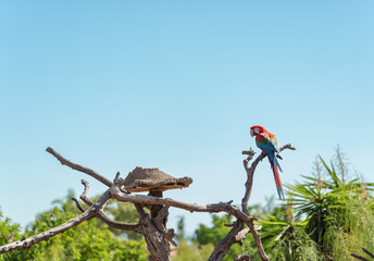 Colorful Tropical Parrot High on Branch Against Clear Blue Sky