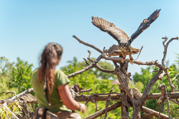 Falconry-Style Demonstration with a Bird of Prey Spreading Wings During Outdoor Training Session with a Female Wildlife Handler