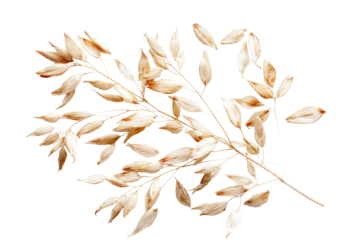 Golden oat branch with seeds, isolated on black backdrop