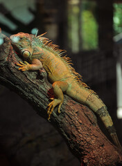 Close-up of a green iguana resting on a tree branch.