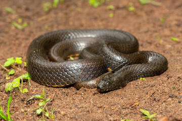 A beautiful dusky-bellied water snake (Lycodonomorphus laevissimus) near a small pond – Non-venomous aquatic African reptile