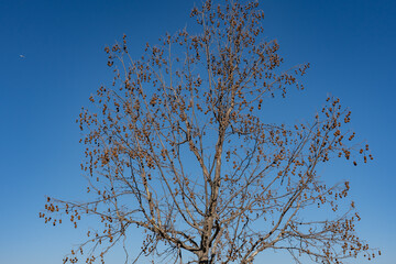 Platanus racemosa is a species of plane tree. California sycamore, western sycamore, California plane tree, aliso. Kenneth Hahn State Recreation Area, Baldwin Hills Mountains of Los Angeles California