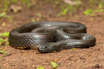 A beautiful dusky-bellied water snake (Lycodonomorphus laevissimus) near a small pond – Non-venomous aquatic African reptile