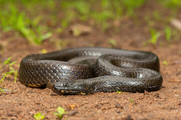 A beautiful dusky-bellied water snake (Lycodonomorphus laevissimus) near a small pond – Non-venomous aquatic African reptile