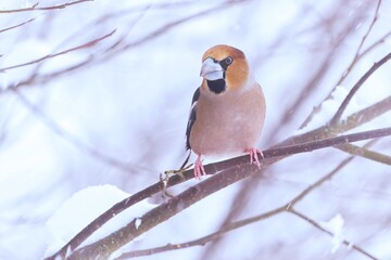 Winter scene with a male hawfinch.  Coccothraustes coccothraustes. A male hawfinch sits on a tree. 