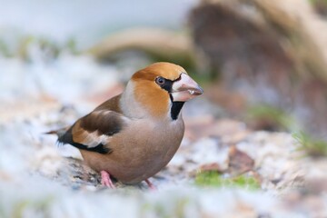 Winter scene with a male hawfinch.  Coccothraustes coccothraustes. A male hawfinch sits on the ground and looks for food. 