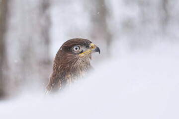 Winter scene with a common buzzard. Buteo buteo. Closeup portrait of a common buzzard. 