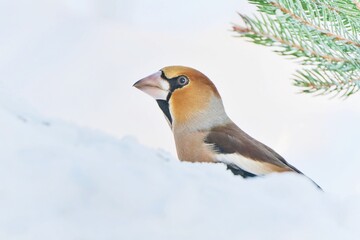 Winter scene with a male hawfinch.  Coccothraustes coccothraustes. A male hawfinch sits in the snow and looks for food. 