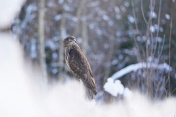Winter scene with a common buzzard. Buteo buteo. A common buzzard in winter forest. 