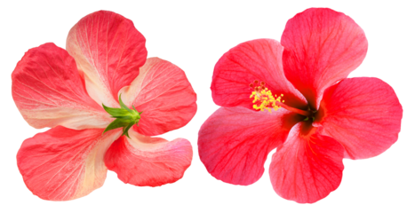 Red hibiscus flower front and back view isolated on white background with clipping path. Tropical flower blossom showing both sides for botanical or floral design use PNG File.