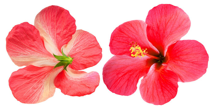 Red hibiscus flower front and back view isolated on white background with clipping path. Tropical flower blossom showing both sides for botanical or floral design use PNG File.