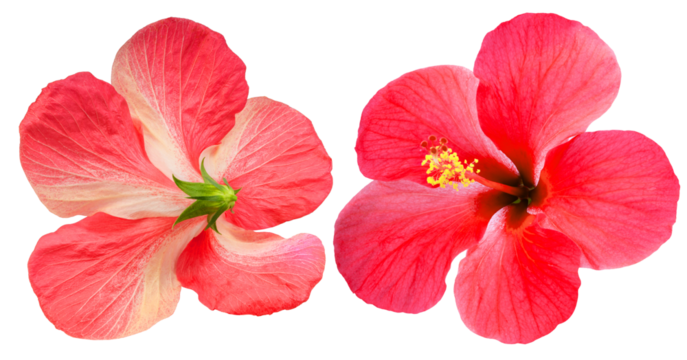 Red hibiscus flower front and back view isolated on white background with clipping path. Tropical flower blossom showing both sides for botanical or floral design use PNG File.
