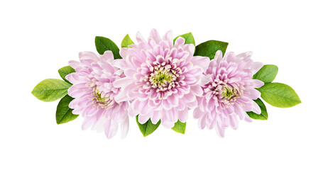 Pink chrysanthemum flowers and green leaves in a floral arrangement isolated on white or...