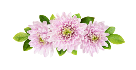 Pink chrysanthemum flowers and green leaves in a floral arrangement isolated on white or transparent background