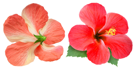 Orange hibiscus flower front and back view isolated on white background with clipping path. Tropical flower blossom showing both sides for botanical or floral design use PNG File.