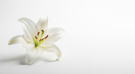 Fototapeta premium Elegant White Lily Flower on White Background, Bloom, Blossom, Floral
