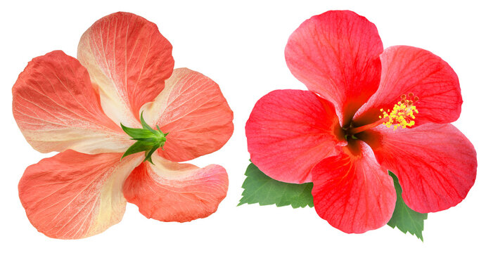 Orange hibiscus flower front and back view isolated on white background with clipping path. Tropical flower blossom showing both sides for botanical or floral design use PNG File. - Powered by Adobe