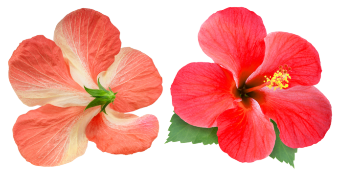 Orange hibiscus flower front and back view isolated on white background with clipping path. Tropical flower blossom showing both sides for botanical or floral design use PNG File.