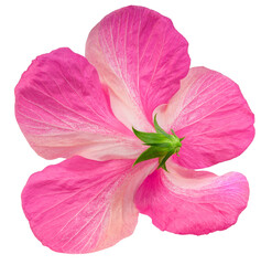 Naklejka premium Pink hibiscus flower back view isolated on white background with clipping path. Tropical flower blossom showing both sides for botanical or floral design use PNG File.