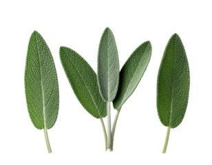 Four sage leaves, upright, on black background
