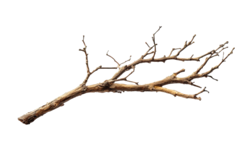 Dried brown branch with small twigs on a stark black background