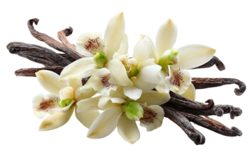 Vanilla flowers with pods, a beige and brown arrangement