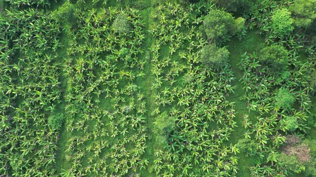 A vast field of banana plants, with each plant standing tall and green