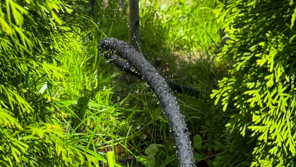 Glistening water droplets dance on a snake-like garden hose amid verdant foliage, celebrating World...