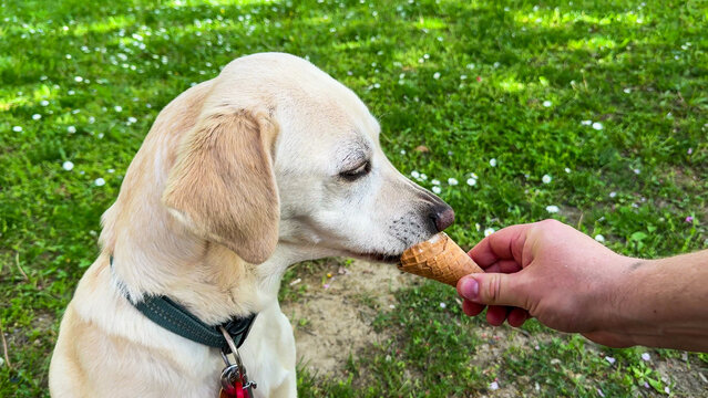 Creamy vanilla ice cream delicately shared between an inquisitive Labrador and a gentle hand, celebrating National Pet Week and Ice Cream Day