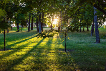Obraz premium sunlit forest path with trees casting shadows on the grass, creating a pattern of light and dark.
