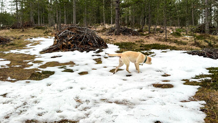 Pale Labrador navigates patchy snow in enchanted Nordic forest, evoking Solstice renewal and the whimsical Laskiainen festival