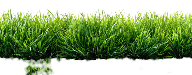 Lush, vivid green grass against a stark black background