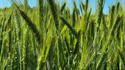 Swaying barley fields whisper secrets of Lammas harvest, honeybee's dance, verdant tranquility, sustainable agriculture's embrace