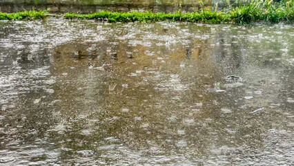 Raindrops pirouette on a shimmering sidewalk, evoking Petrichor Proclamation Day and the whimsical Dance of Dewdrops Festival