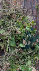 Obraz premium Tangled vines weave through a rustic garden, evoking Celtic harvest rituals and labyrinthine autumnal celebrations