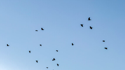 Majestic flock silhouetted against azure sky, embodying freedom on World Migratory Bird Day; celebrate avian journeys, skyward symphony