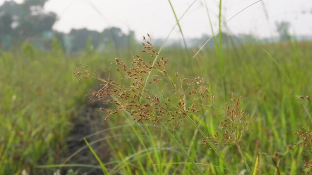Fimbristylis miliacea, also known grass fimbry or hoorahgrass