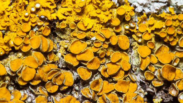 sunflower seeds background