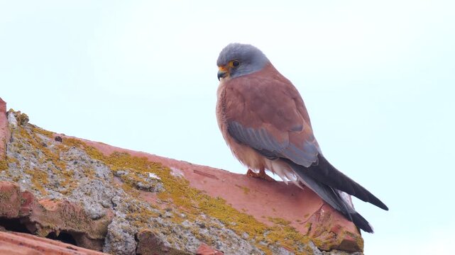 Wildlife - Birds. Common kestrels can be seen in mountains, valleys, forest edges, steppes, agricultural areas, sea coasts and even cities. They usually feed on small mammals such as voles and moles.