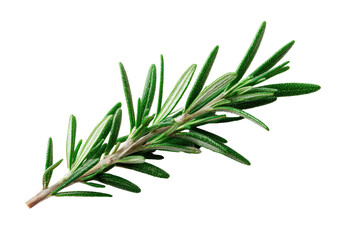 Fototapeta premium Green rosemary sprig, needles, branch, isolated on black