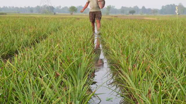 Rural Indian farmer spreading fertilizer