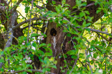 Starling nesting in hollow apple tree surrounded by spring foliage. Wild starling perched near tree cavity, natural habitat, vibrant greenery, springtime atmosphere, life in rural garden, wildlife 