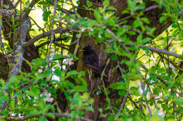Starling nesting in hollow apple tree surrounded by spring foliage. Wild starling perched near tree cavity, natural habitat, vibrant greenery, springtime atmosphere, life in rural garden, wildlife 