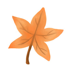 sweetgum leaf in autumn hand drawn 