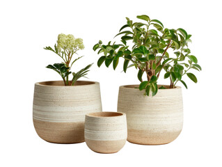 Three pots with indoor plants, light tones, and horizontal stripes