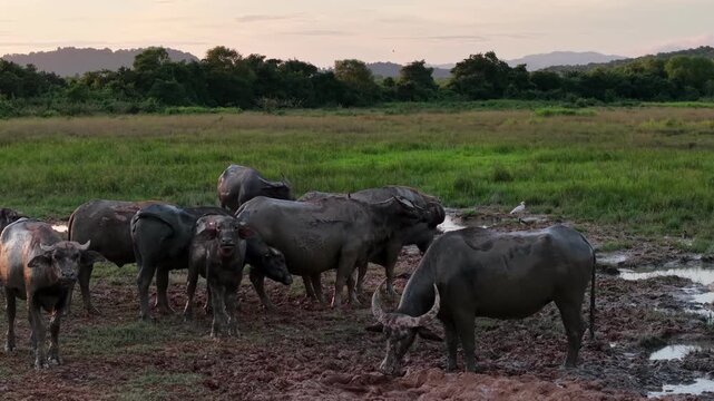 A herd of buffaloes are standing in a field near a body of water. There are at least 13 buffaloes in the group